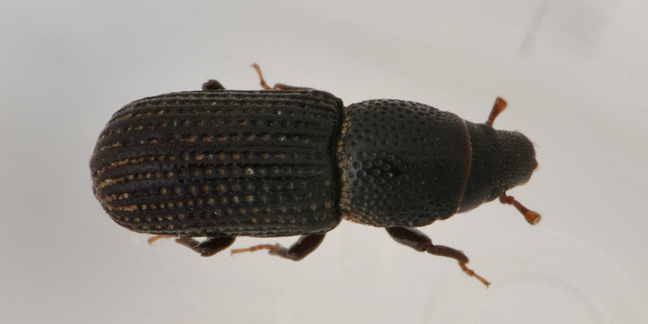 E questo, è un Porcatus? Si - Brachytemnus porcatus